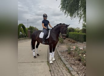 Hannoveraner, Stute, 5 Jahre, 166 cm, Brauner
