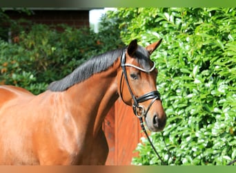 Hannoveraner, Stute, 5 Jahre, 166 cm, Brauner