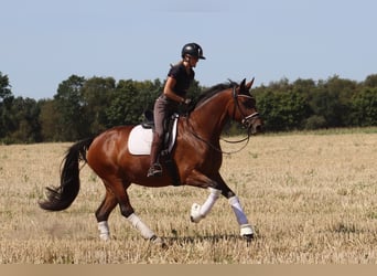 Hannoveraner, Stute, 5 Jahre, 166 cm, Brauner