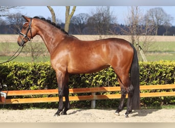 Hannoveraner, Stute, 5 Jahre, 166 cm, Brauner