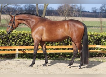 Hannoveraner, Stute, 5 Jahre, 166 cm, Brauner