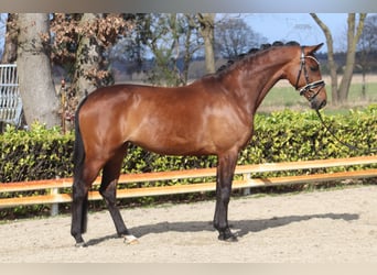 Hannoveraner, Stute, 5 Jahre, 166 cm, Brauner