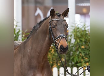 Hannoveraner, Stute, 5 Jahre, 166 cm, Brauner