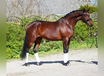 Hannoveraner, Stute, 5 Jahre, 166 cm, Brauner