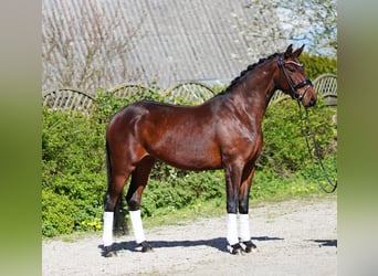 Hannoveraner, Stute, 5 Jahre, 166 cm, Brauner