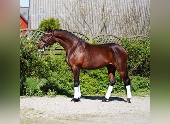 Hannoveraner, Stute, 5 Jahre, 166 cm, Brauner