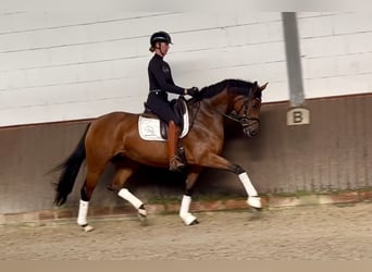 Hannoveraner, Stute, 5 Jahre, 166 cm, Brauner