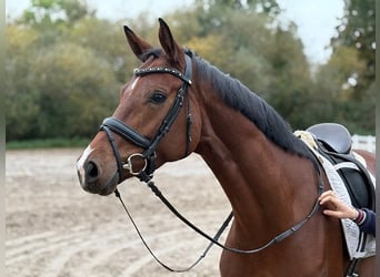 Hannoveraner, Stute, 5 Jahre, 166 cm, Brauner