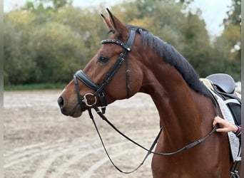 Hannoveraner, Stute, 5 Jahre, 166 cm, Brauner