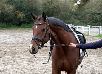 Hannoveraner, Stute, 5 Jahre, 166 cm, Brauner