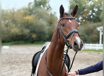 Hannoveraner, Stute, 5 Jahre, 166 cm, Brauner