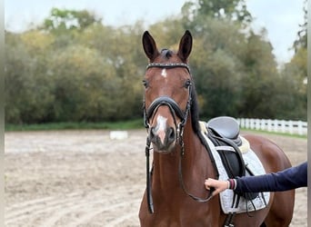 Hannoveraner, Stute, 5 Jahre, 166 cm, Brauner