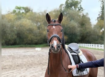 Hannoveraner, Stute, 5 Jahre, 166 cm, Brauner
