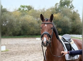Hannoveraner, Stute, 5 Jahre, 166 cm, Brauner