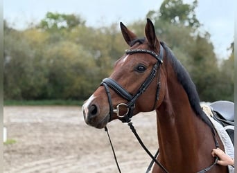 Hannoveraner, Stute, 5 Jahre, 166 cm, Brauner
