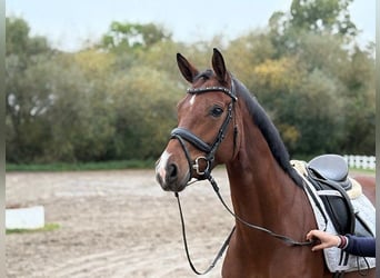 Hannoveraner, Stute, 5 Jahre, 166 cm, Brauner
