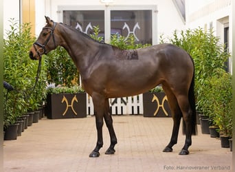 Hannoveraner, Stute, 5 Jahre, 166 cm, Brauner