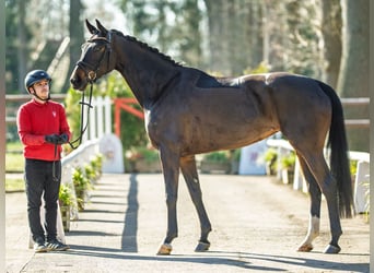 Hannoveraner, Stute, 5 Jahre, 166 cm, Dunkelbrauner