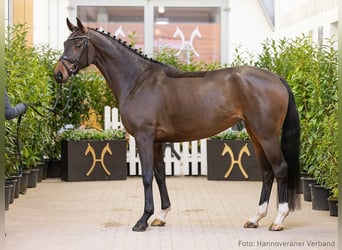 Hannoveraner, Stute, 5 Jahre, 166 cm, Dunkelbrauner