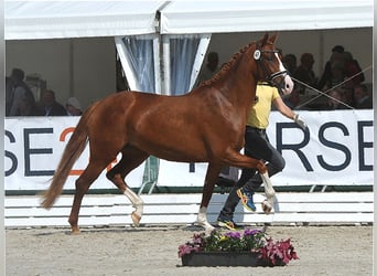 Hannoveraner, Stute, 5 Jahre, 166 cm, Dunkelfuchs