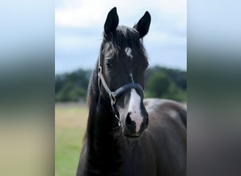 Hannoveraner, Stute, 5 Jahre, 166 cm, Dunkelfuchs