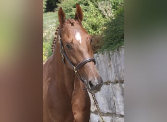 Hannoveraner, Stute, 5 Jahre, 166 cm, Fuchs