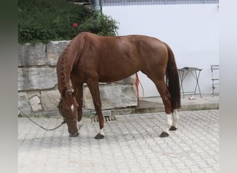Hannoveraner, Stute, 5 Jahre, 166 cm, Fuchs