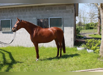 Hannoveraner, Stute, 5 Jahre, 166 cm, Fuchs