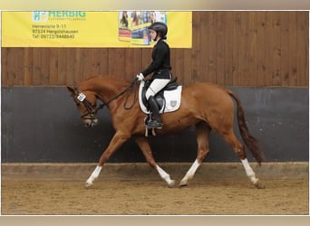 Hannoveraner, Stute, 5 Jahre, 166 cm, Fuchs