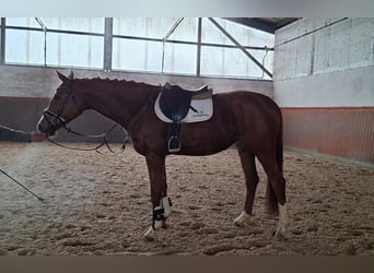 Hannoveraner, Stute, 5 Jahre, 166 cm, Fuchs