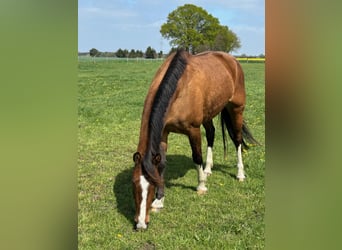 Hannoveraner, Stute, 5 Jahre, 166 cm, Hellbrauner