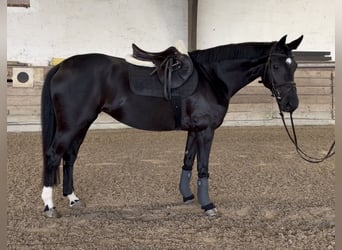 Hannoveraner, Stute, 5 Jahre, 166 cm, Rappe