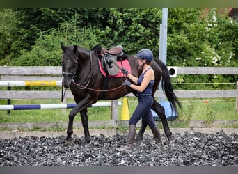 Hannoveraner, Stute, 5 Jahre, 166 cm, Rappe