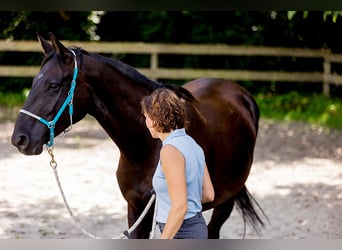 Hannoveraner, Stute, 5 Jahre, 166 cm, Rappe