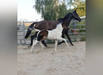 Hannoveraner, Stute, 5 Jahre, 166 cm, Rappe