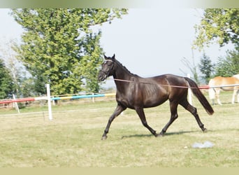 Hannoveraner, Stute, 5 Jahre, 166 cm, Rappe