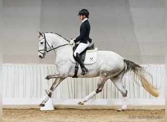 Hannoveraner, Stute, 5 Jahre, 166 cm, Schimmel