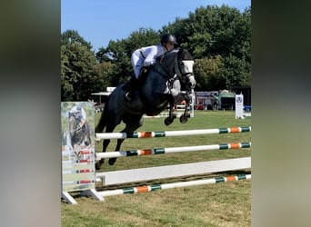 Hannoveraner, Stute, 5 Jahre, 166 cm, Schimmel