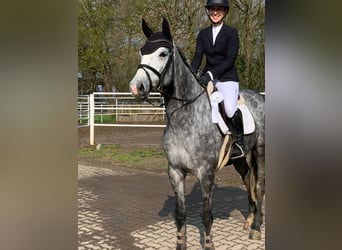 Hannoveraner, Stute, 5 Jahre, 166 cm, Schimmel
