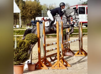 Hannoveraner, Stute, 5 Jahre, 166 cm, Schimmel