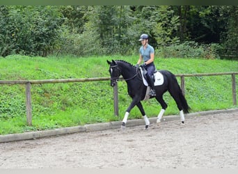 Hannoveraner, Stute, 5 Jahre, 166 cm, Schwarzbrauner