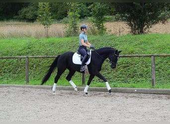 Hannoveraner, Stute, 5 Jahre, 166 cm, Schwarzbrauner