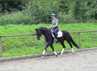 Hannoveraner, Stute, 5 Jahre, 166 cm, Schwarzbrauner