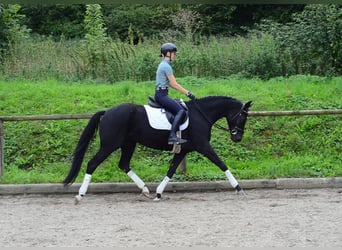 Hannoveraner, Stute, 5 Jahre, 166 cm, Schwarzbrauner