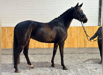Hannoveraner, Stute, 5 Jahre, 166 cm, Schwarzbrauner