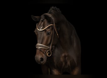 Hannoveraner, Stute, 5 Jahre, 166 cm, Schwarzbrauner