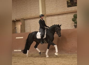 Hannoveraner, Stute, 5 Jahre, 166 cm, Schwarzbrauner