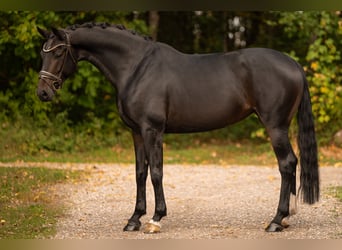 Hannoveraner, Stute, 5 Jahre, 166 cm, Schwarzbrauner