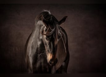 Hannoveraner, Stute, 5 Jahre, 166 cm, Schwarzbrauner