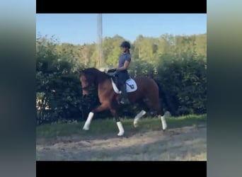 Hannoveraner, Stute, 5 Jahre, 167 cm, Brauner